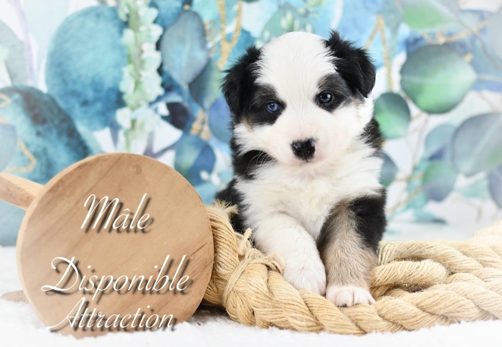 Of Swanee River - Chiots disponibles - Berger Américain Miniature 
