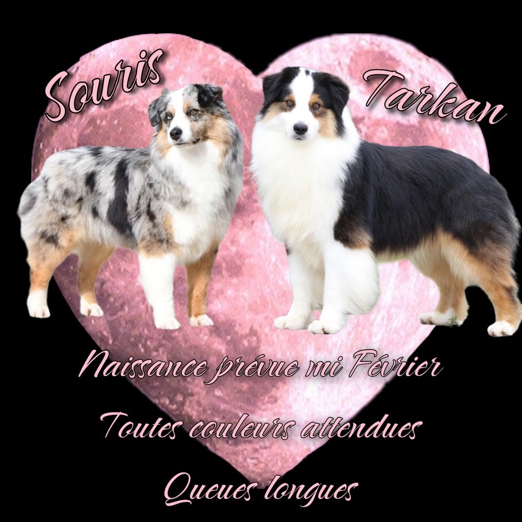 Chiot Berger Américain Miniature Of Swanee River